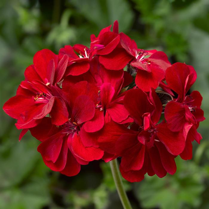 Geranium, Ivy - Pelargonium peltatum Ivy League™ 'Red'