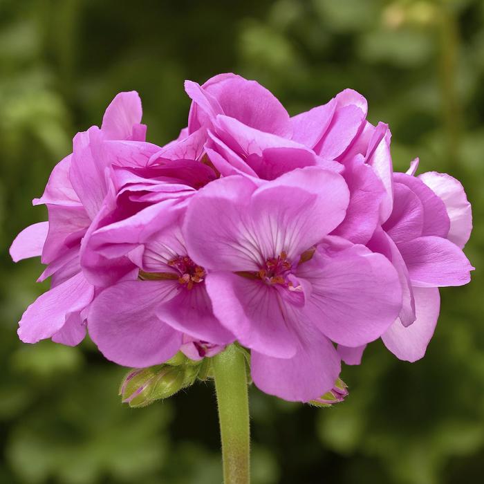 Geranium, Zonal - Pelargonium hybrid Calliope® Large Lavender Geranium, Zonal - Pelargonium hybrid Calliope® Large Lavender