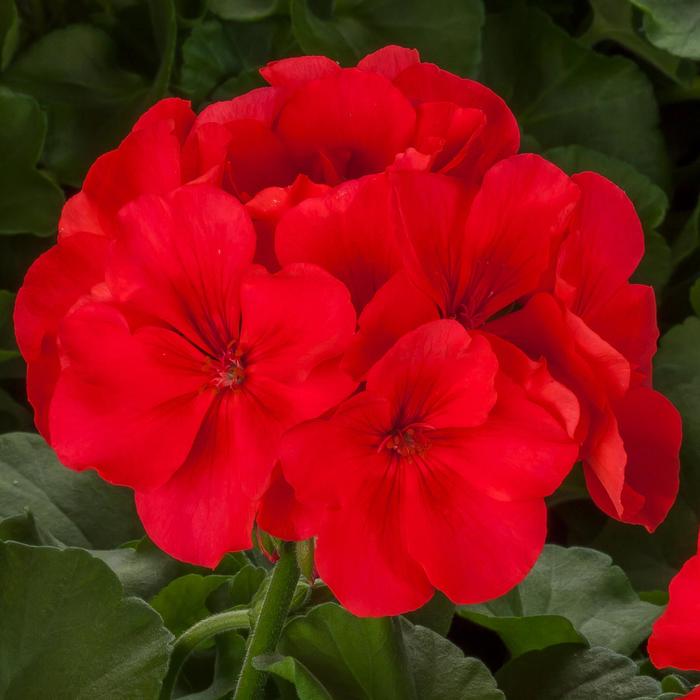 Calliope® Large Orange Splash Geranium - Pelargonium hybrid Calliope® Large Orange Splash Geranium - Pelargonium hybrid