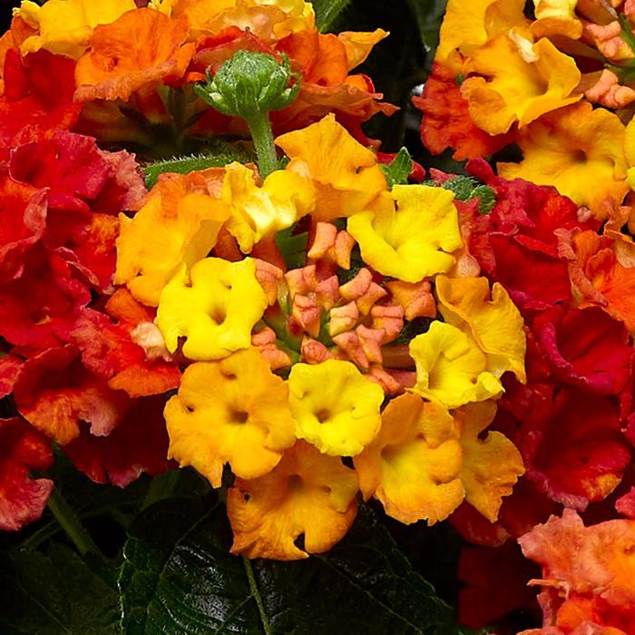 Lantana - Lantana camara 'Bandana® Mango'