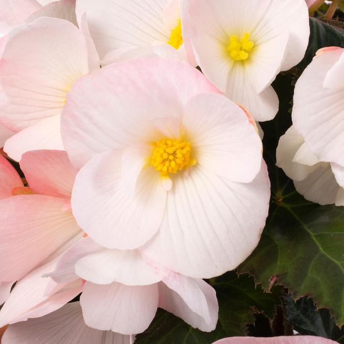 Florencio&trade; White - Begonia 