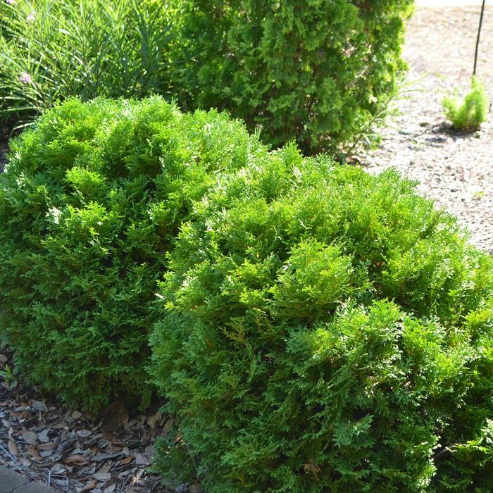  Mr. Bowling Ball® Arborvitae - Thuja occidentalis 'Mr. Bowling Ball®' 