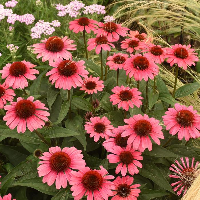 Eye-Catcher™ 'Coral Craze' - Echinacea hybrid