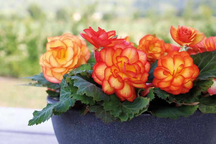 Nonstop® Fire - Begonia x tuberhybrida Nonstop® Fire - Begonia x tuberhybrida