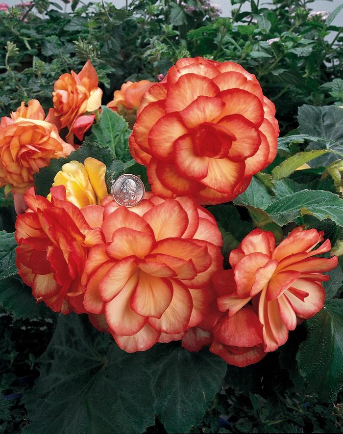 Nonstop® 'Sunset' - Begonia x tuberhybrida (Tuberous Begonia) Nonstop® 'Sunset' - Begonia x tuberhybrida (Tuberous Begonia)