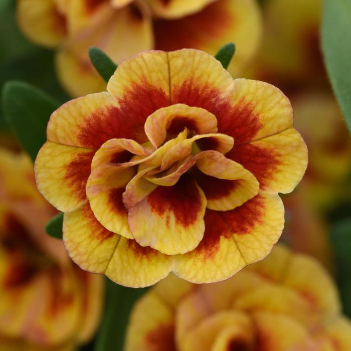 Calibrachoa - Calibrachoa Minifamous® 'Neo Double OrangeTastic'