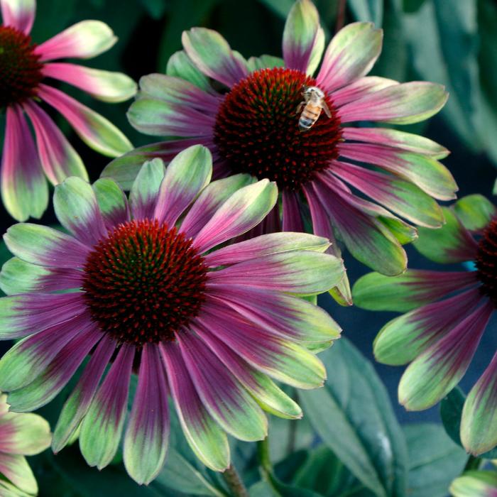 Coneflower - Echinacea hybrid Kismet™ 'Sweet Sandia'