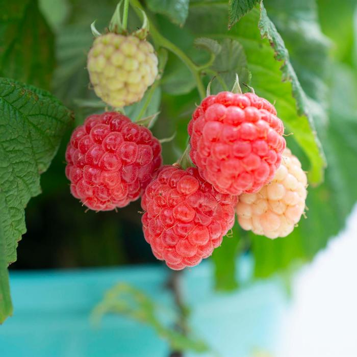 Raspberry - Rubus Bushel and Berry® 'Raspberry Shortcake®'