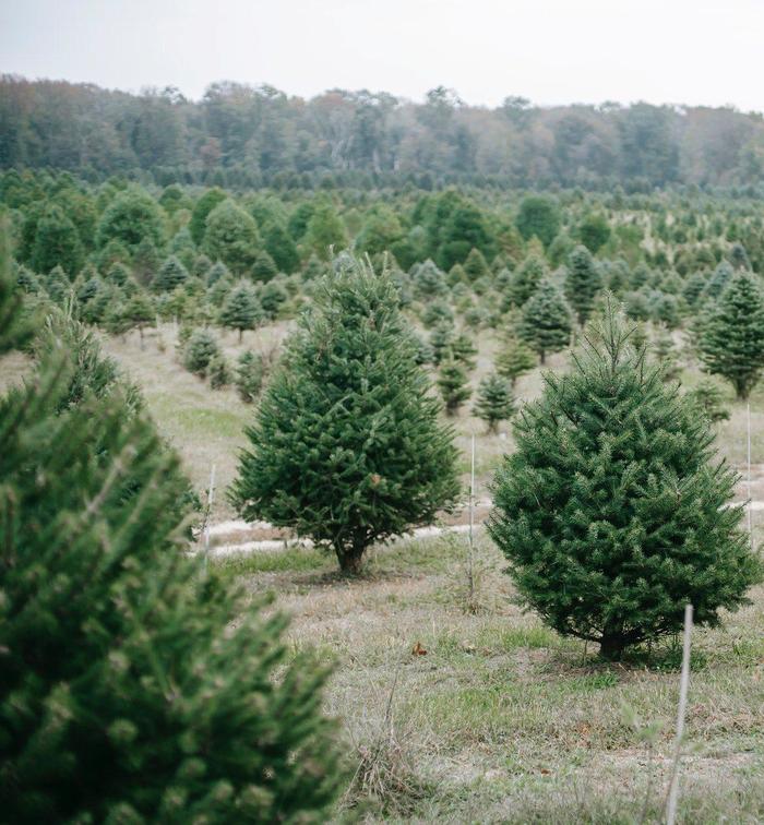 Balsam Fir - Abies balsamea