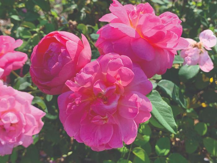 Sitting Pretty™ - Rosa 'Radbeauty' PP32456, CPBRAF