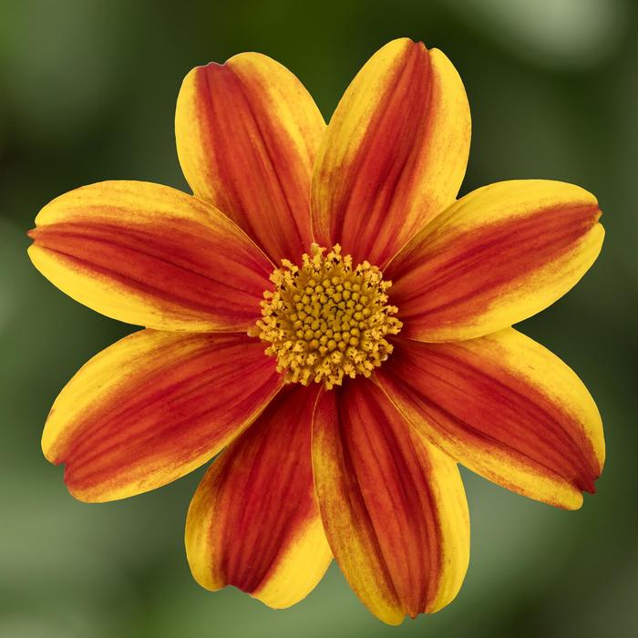 Bidens - Bidens ferulifolia Brazen™ 'Samurai'