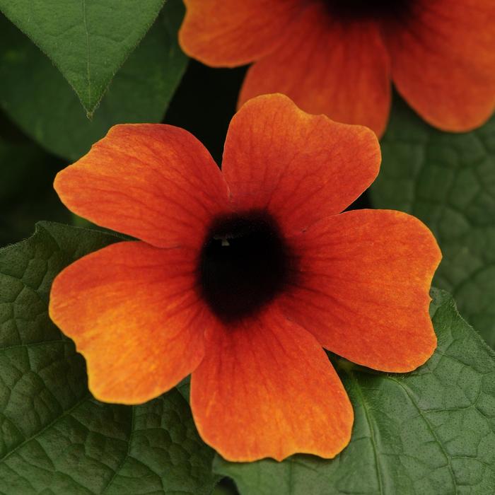 Sunny&trade; Arizona Glow - Thunbergia