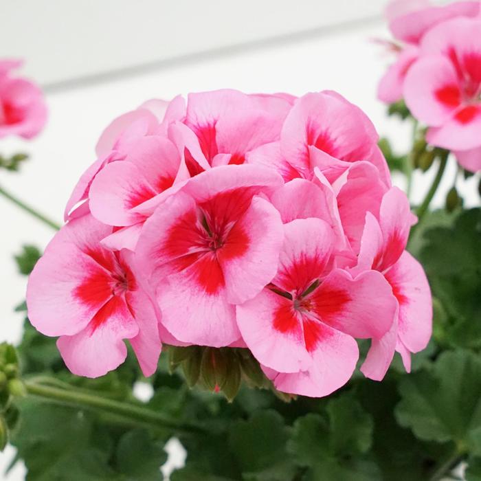 Sunrise™ Rose with Big Eye - Geranium, Zonal Sunrise™ Rose with Big Eye - Geranium, Zonal