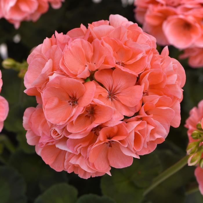 Geranium, Zonal - Pelargonium x hortorum 'Dynamo™ Salmon'