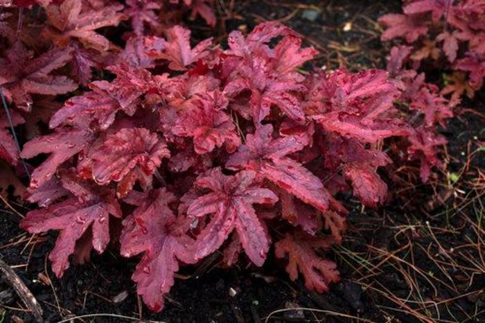 Fun and Games® 'Red Rover' - Heucherella hybrid