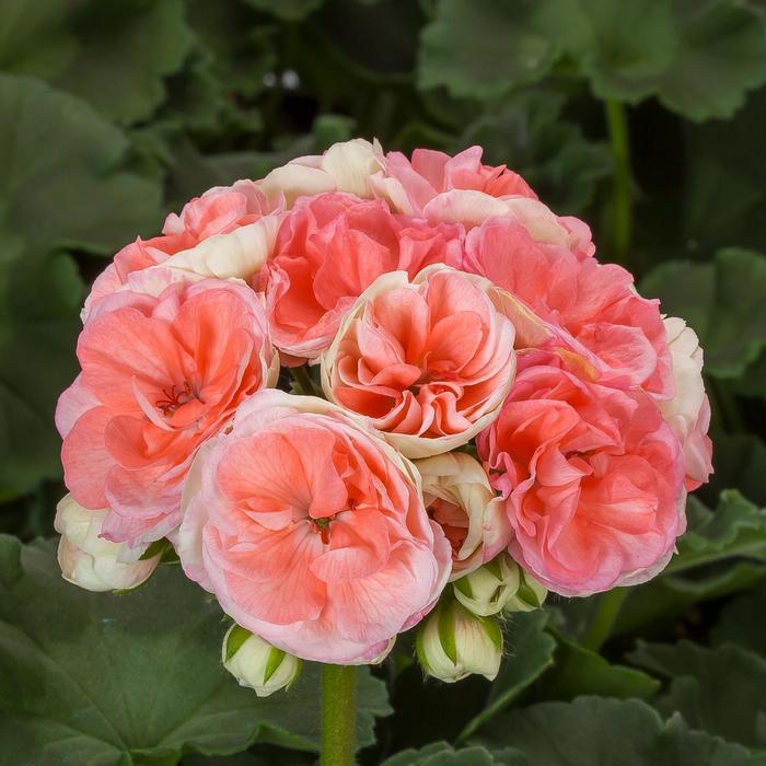 Geranium, Zonal - Pelargonium x hortorum Rosalie™ Antique Salmon