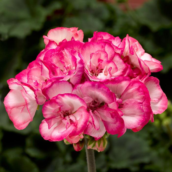 Geranium, Zonal - Pelargonium x hortorum Tango™ Strawberry Ice Geranium, Zonal - Pelargonium x hortorum Tango™ Strawberry Ice