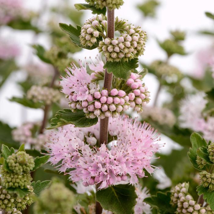 Bluebeard - Caryopteris incana 'Pavilion Pink' Bluebeard - Caryopteris incana 'Pavilion Pink'