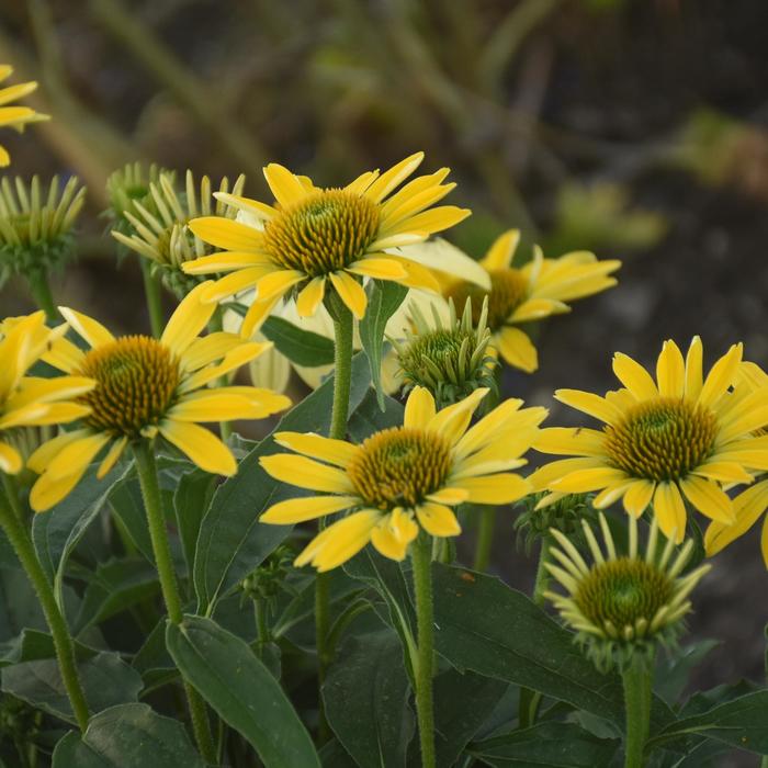 Eye-Catcher™ 'Canary Feathers' - Echinacea hybrid Eye-Catcher™ 'Canary Feathers' - Echinacea hybrid
