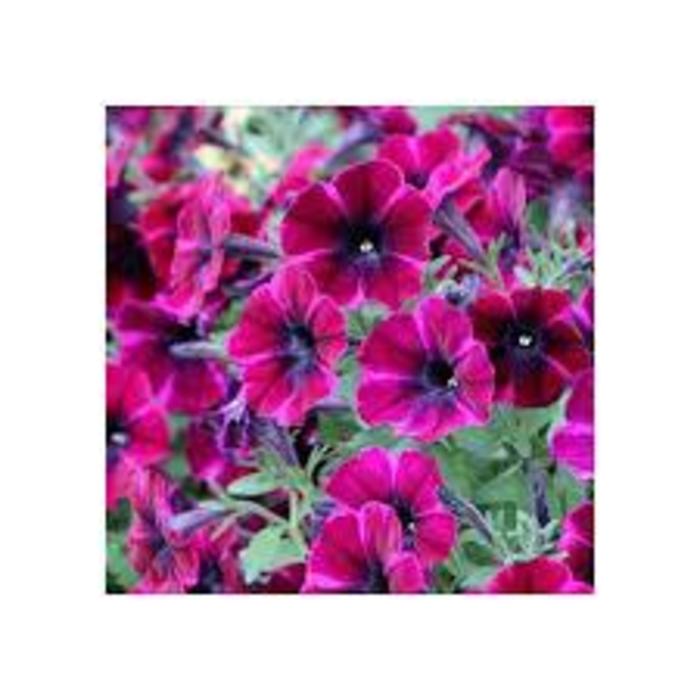 Petunia - Petunia hybrida Sweetunia® Johnny Flame Petunia - Petunia hybrida Sweetunia® Johnny Flame