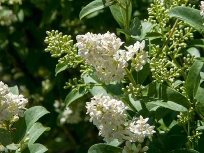 Cheyenne Privet - Ligustrum vulgare 'Cheyenne' (Privet)