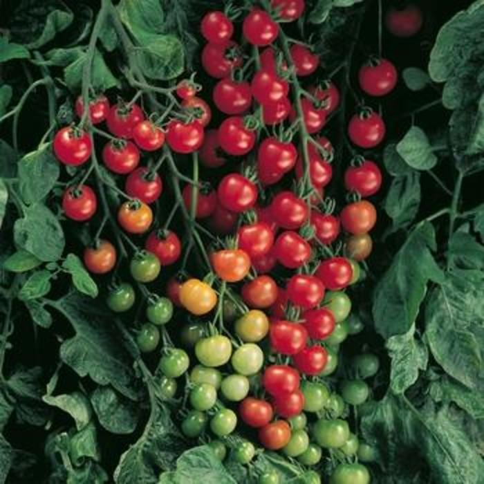Tomato - Lycopersicon esculentum 'Super Sweet 100' Tomato - Lycopersicon esculentum 'Super Sweet 100'