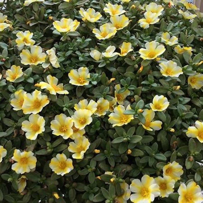 Portulaca - Portulaca oleracea 'Colorblast&8482; Lemon Twist'