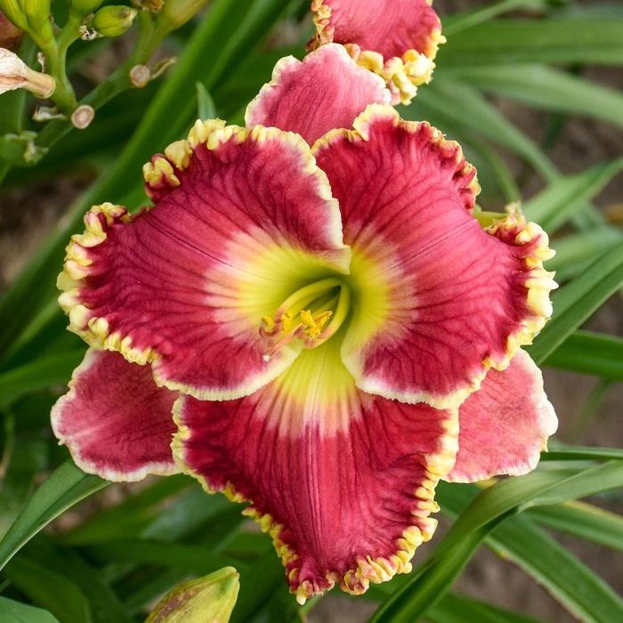 'Born to Run' Daylily - Hemerocallis hybrid