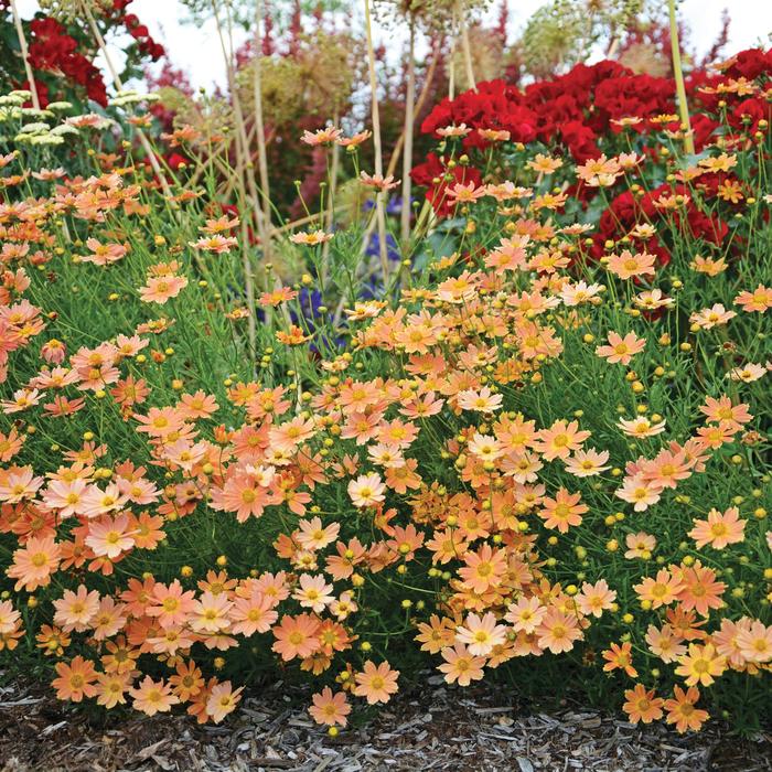 Tickseed - Coreopsis x 'Creme Caramel' Tickseed - Coreopsis x 'Creme Caramel'