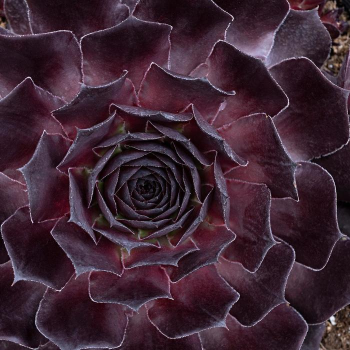 Hens and Chicks - Sempervivum 'Supersemp® Onyx' Hens and Chicks - Sempervivum 'Supersemp® Onyx'