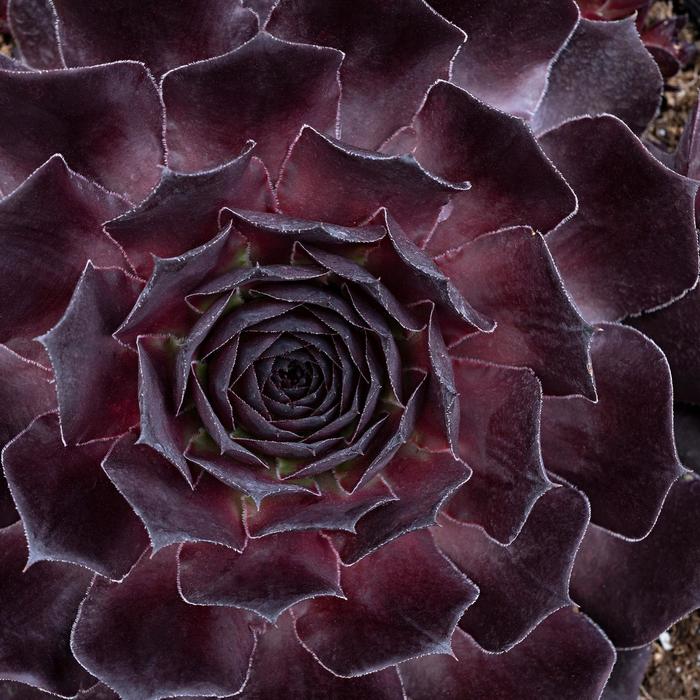 Hens and Chicks - Sempervivum 'Supersemp® Onyx'