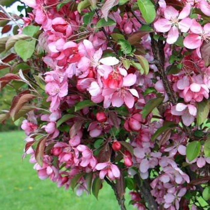 Rejoice Crabapple - Malus 'Rejzam' Rejoice Crabapple - Malus 'Rejzam'