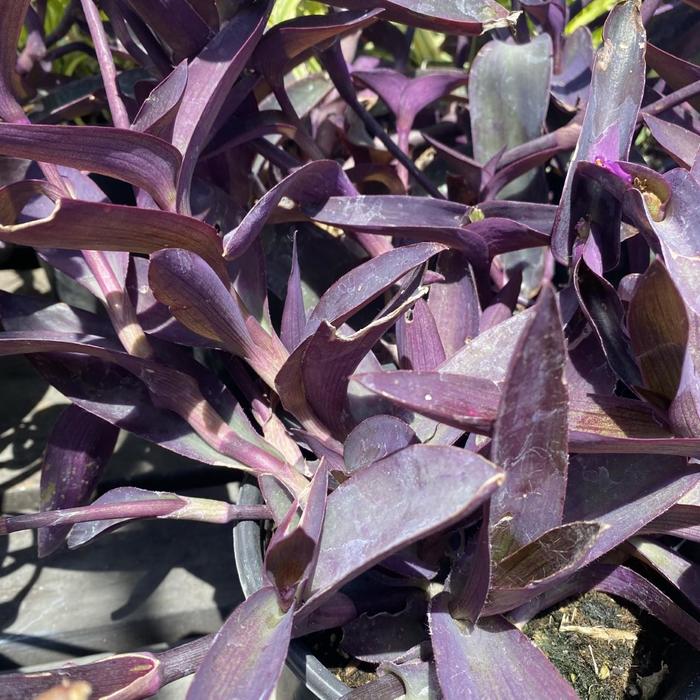 Tradescantia - Tradescantia pallida 'Purple'