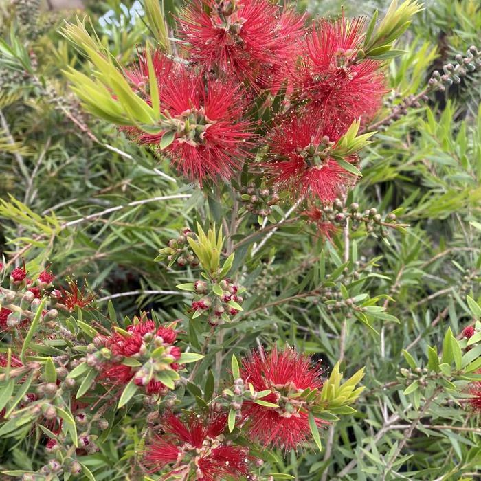 Northern Red Oak - Quercus rubra (Northern Red Oak)