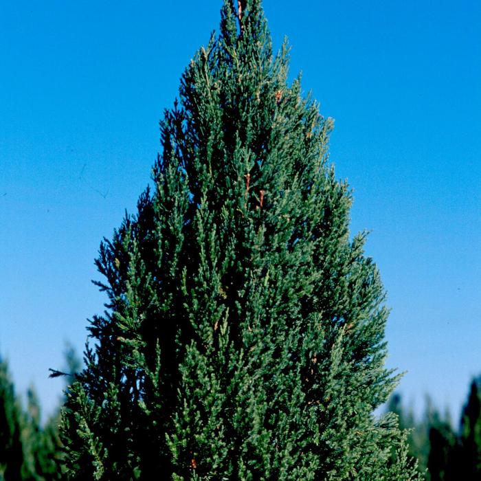 'Blue Point' Chinese Juniper - Juniperus chinensis 'Blue Point' Chinese Juniper - Juniperus chinensis
