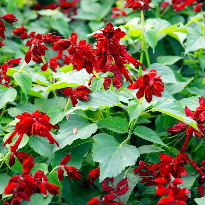 Salvia - Salvia splendens Saucy™ Red Salvia - Salvia splendens Saucy™ Red