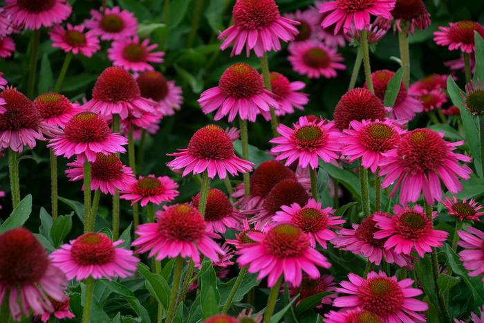 Coneflower - Echinacea 'Delicious Candy' Coneflower - Echinacea 'Delicious Candy'
