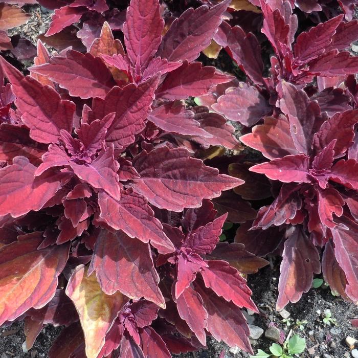 Coleus - Solenostemon scutellarioides Mainstreet 'Younge Street' Coleus - Solenostemon scutellarioides Mainstreet 'Younge Street'
