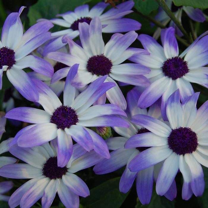 Senetti® 'Light Blue Bicolor' - Pericallis (Cineraria) Senetti® 'Light Blue Bicolor' - Pericallis (Cineraria)