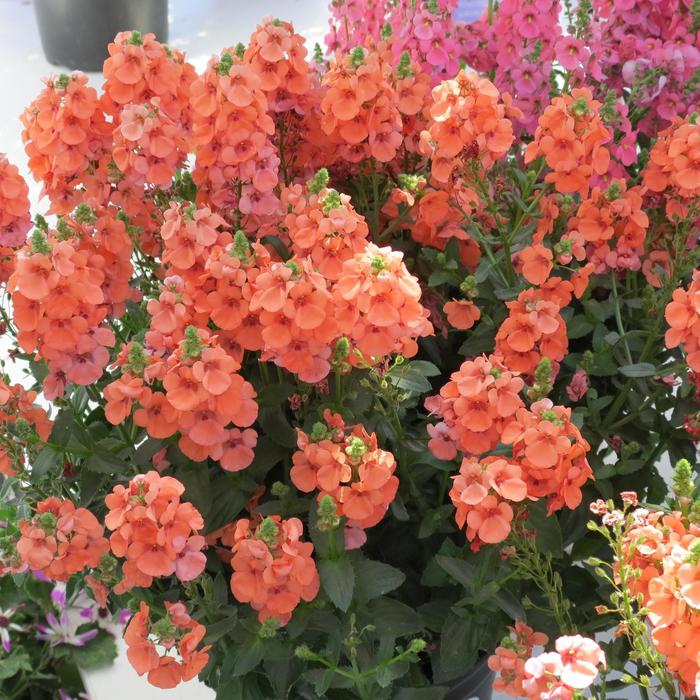 Sundiascia&reg; Upright Peach - Diascia