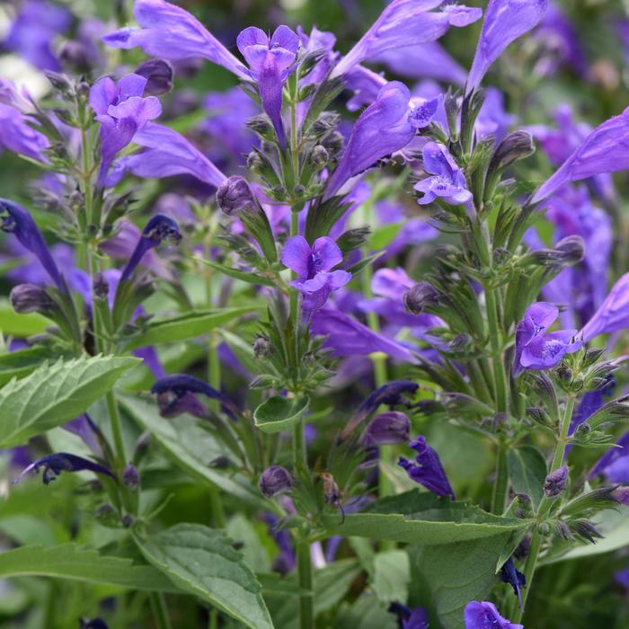 Catnip - Nepeta 'Purple Prelude'