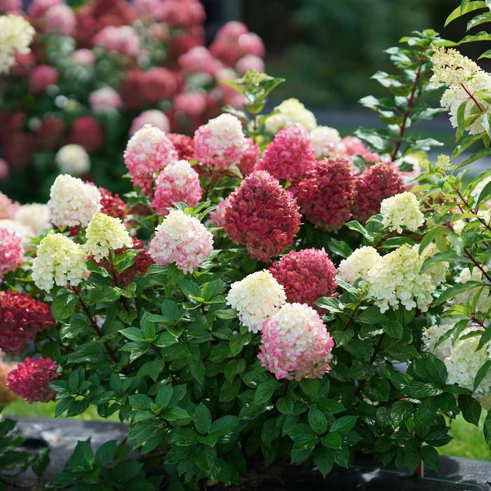 Little Lime Punch™ Panicle Hydrangea - Hydrangea paniculata 'SMNHPH' PP 33207, Can PBRAF (Panicle Hydrangea)