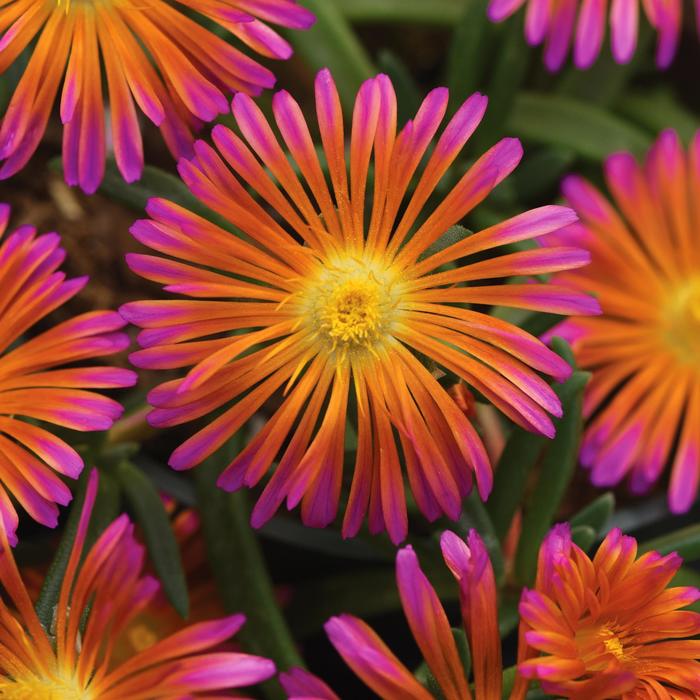 Ice Plant - Delosperma hybrida 'Ocean Sunset™ Orange Glow' 