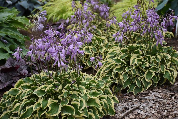 'Wrinkle in Time' - Hosta hybrid