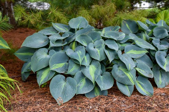 'Touch of Class' Hosta, Plantain Lily - Hosta 'Touch of Class' Hosta, Plantain Lily - Hosta