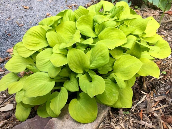 'Sun Mouse' Hosta, Plantain Lily - Hosta 'Sun Mouse' Hosta, Plantain Lily - Hosta