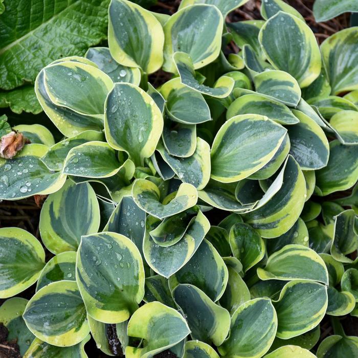 'Mighty Mouse' Hosta, Plantain Lily - Hosta 'Mighty Mouse' Hosta, Plantain Lily - Hosta