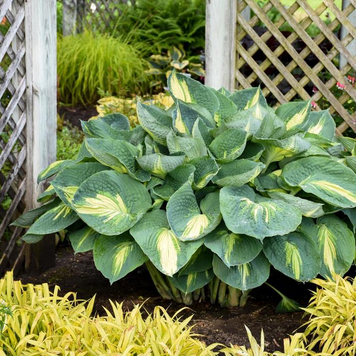 Shadowland® 'Hudson Bay' - Hosta hybrid