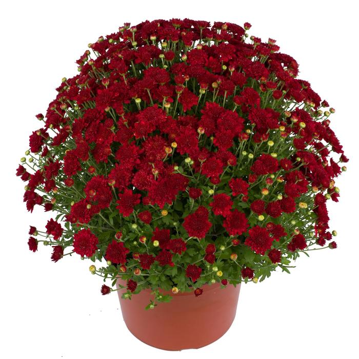Samantha™ Red - Chrysanthemum hybrid