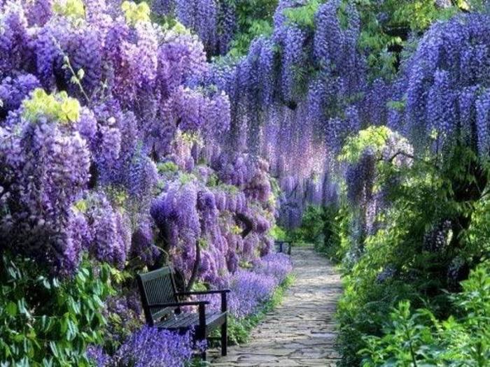Blue Moon Wisteria - Wisteria macrostachya 'Blue Moon' (Wisteria) Blue Moon Wisteria - Wisteria macrostachya 'Blue Moon' (Wisteria)